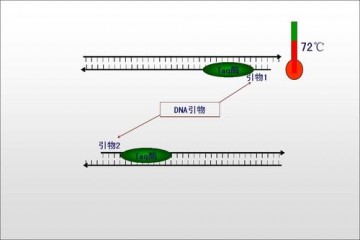 PCR技术照亮了生命科学的前进道路