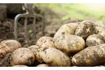 当土豆遇上区块链 区块链能为农业做些什么